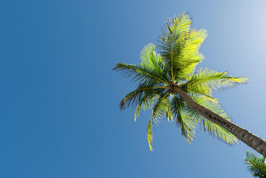 Palm Tree In The Caribbean Photograph by Antonio M. Rosario