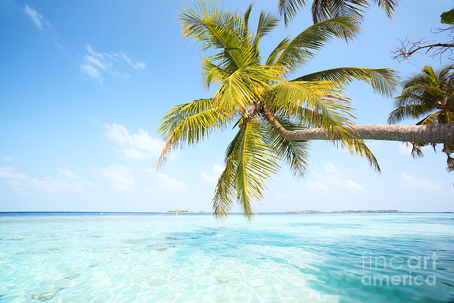 Nature Photograph - Palm tree in the Maldives by Matteo Colombo