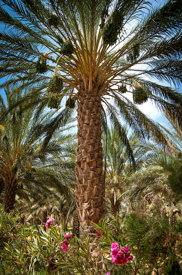 Palm tree in Tunisia Photograph by Cédric WONZ