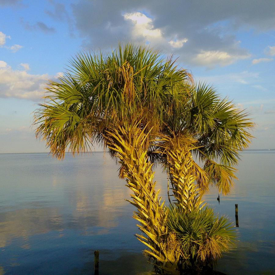 Palm Tree Island Photograph by Thomas Polk - Fine Art America