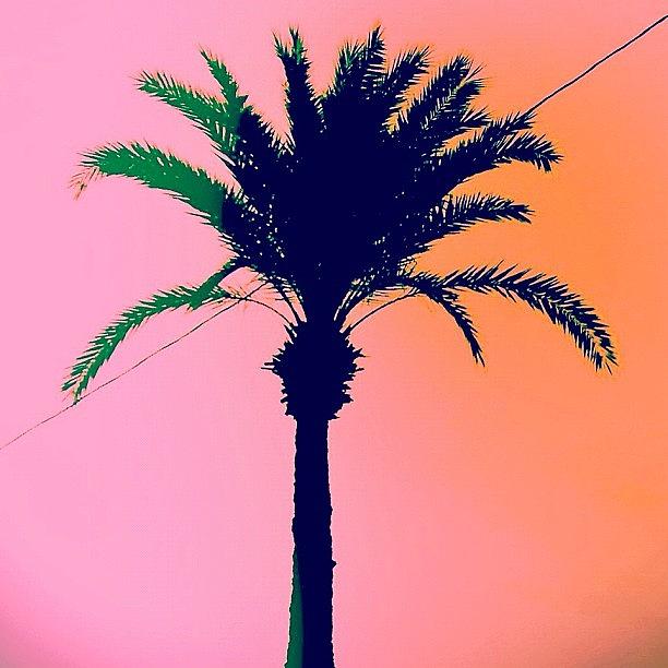 Palmtree Photograph - Palm Tree by Julie Gebhardt