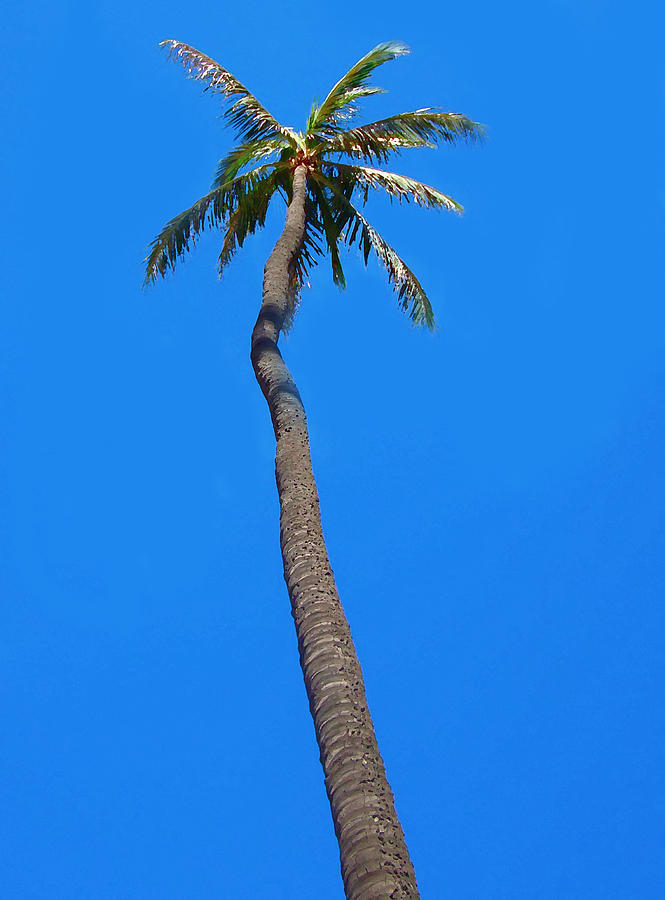 Palm Tree Digital Art by Kara  Stewart