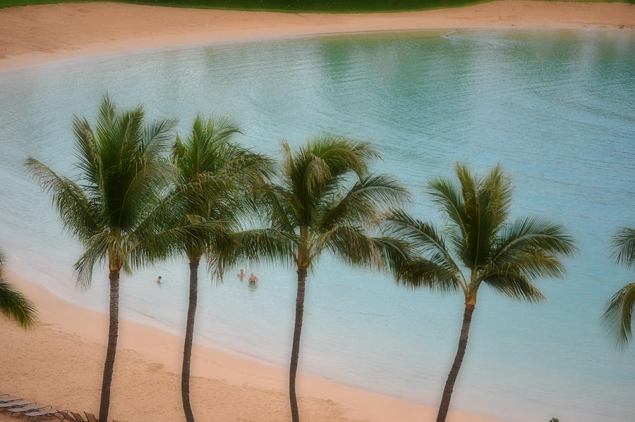 Palm Tree Lagoon Photograph by Amanda Eberly