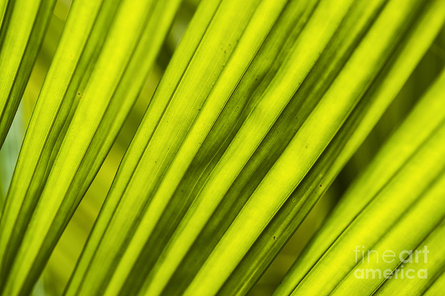 Palm tree leaf abstract Photograph by Vishwanath Bhat
