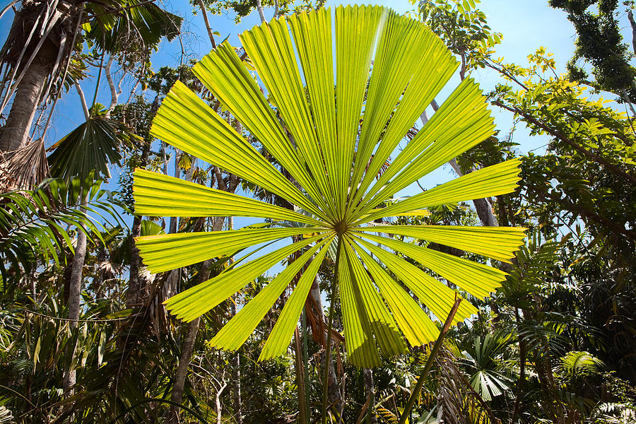 Palm Tree Leaf Photograph by Dirk Ercken