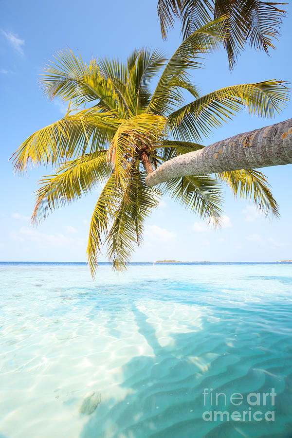 Palm tree leaning over water - Maldives Photograph by Matteo Colombo