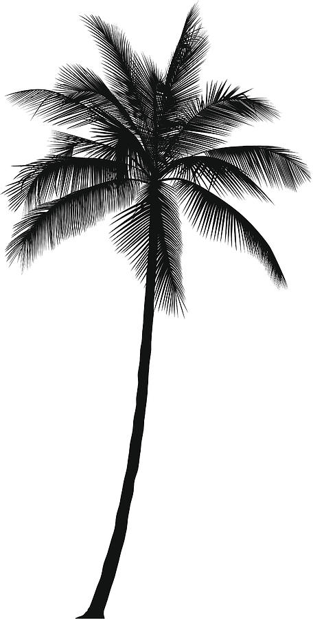 Palm Tree Drawing by Leontura