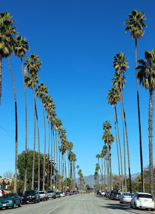Palm tree lined street in California Photograph by Karol Franks
