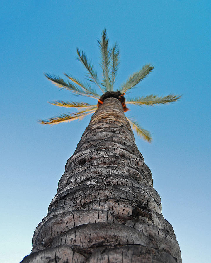 Palm Tree Looking Up Photograph by Maggy Marsh