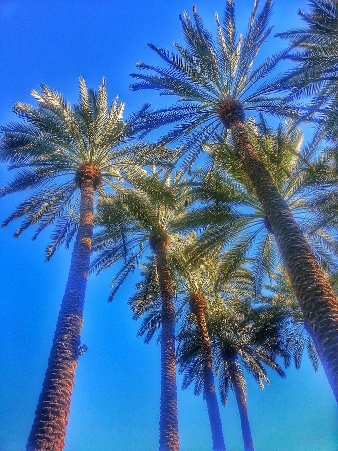 Palm Tree Loving Photograph by Brittany Leffel - Fine Art America