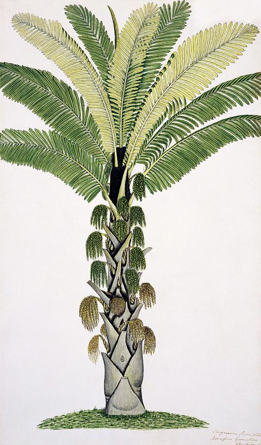 Palm Tree Photograph by Science Photo Library Palm Tree Photograph by Science Photo Library