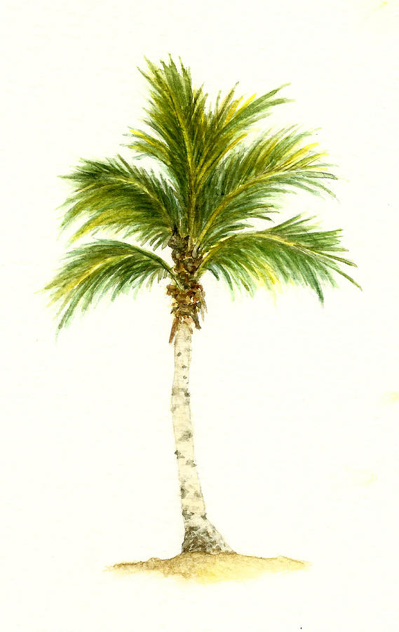 Tree Painting - Queen Palm Tree by Michael Vigliotti