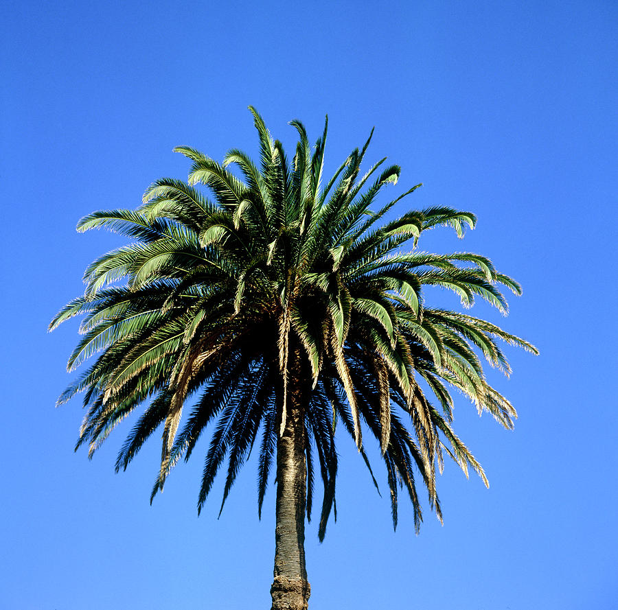Palm Tree On Canary Isles Photograph by Alex Bartel/science Photo Library