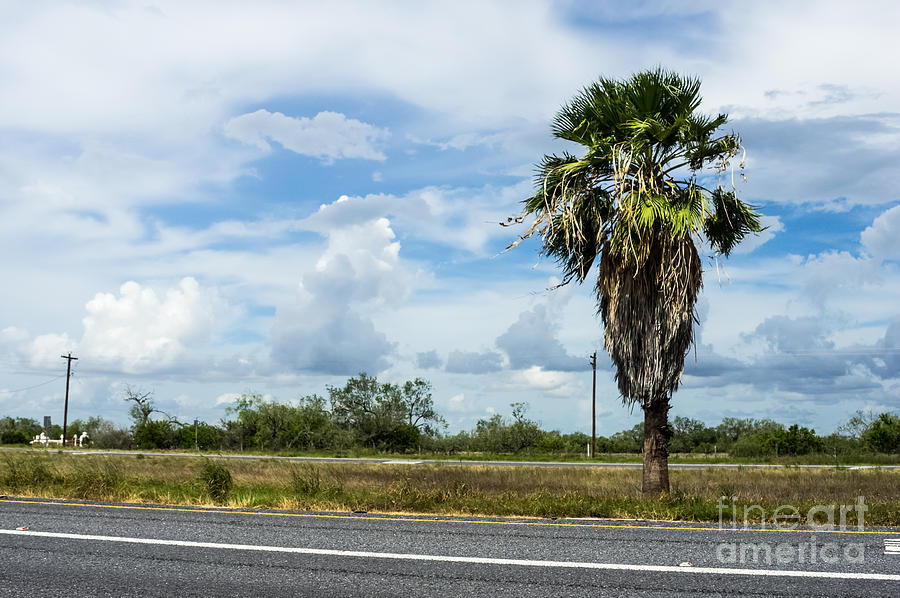 Palm Tree on Highway Photograph by Imagery by Charly
