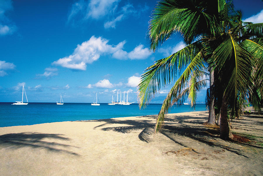 Palm tree on Pinneys Beach with sailboats in the distance on Nevis, Caribbean Photograph by Medioimages/Photodisc