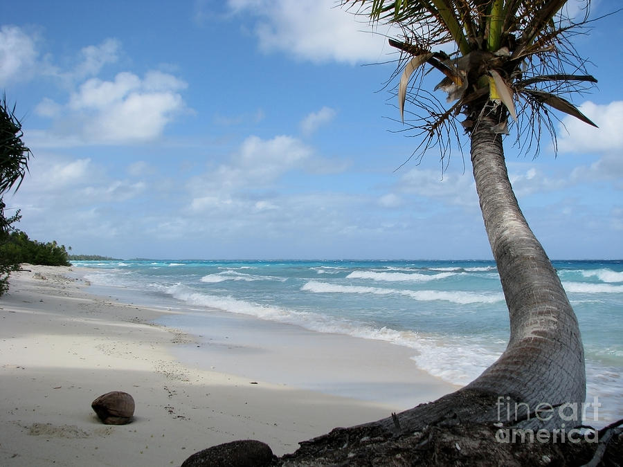 Palm Tree On The Beach Photograph by Jola Martysz