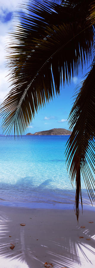 Palm Tree On The Beach, Maho Bay Photograph by Panoramic Images