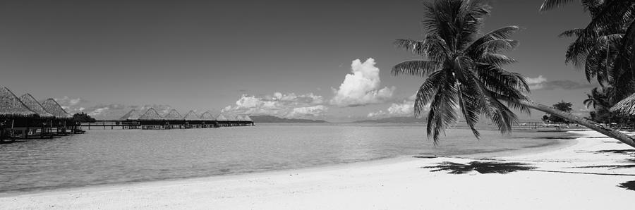 Palm Tree On The Beach, Moana Beach Photograph by Panoramic Images
