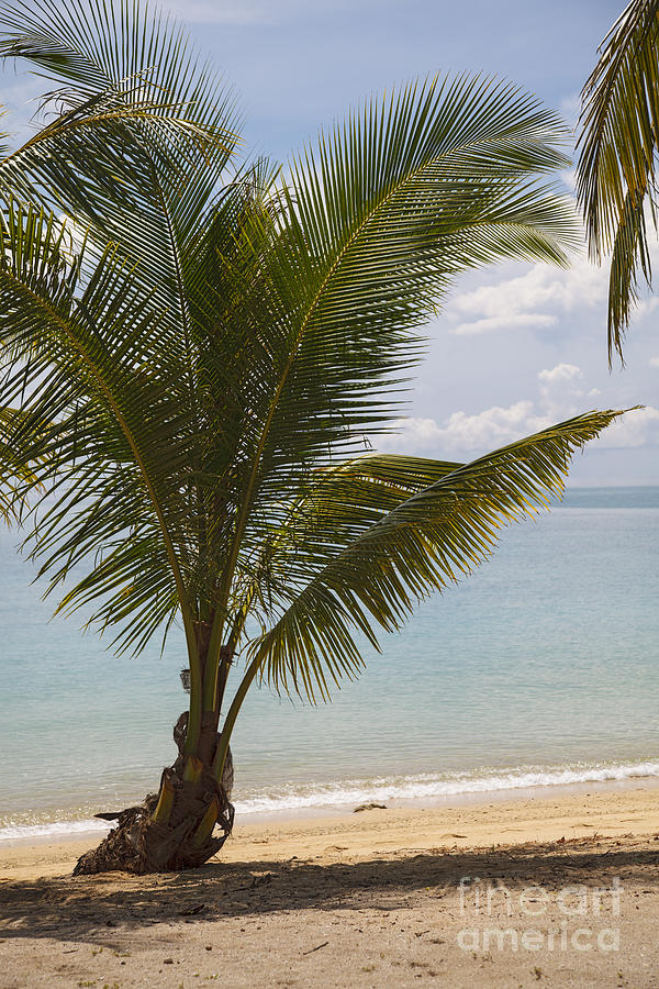 Palm tree on the beach. V10THA0977 Photograph by Vanessa D -