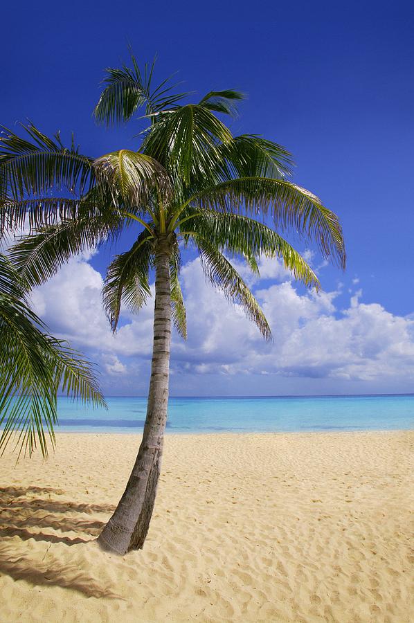 Palm Tree On Tropical Beach Photograph