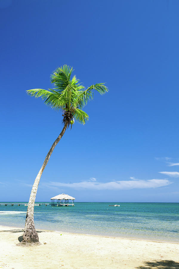 Palm Tree On Tropical Beach Photograph by Dstephens