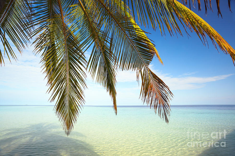 Palm tree on tropical beach - Maldives Photograph by Matteo Colombo