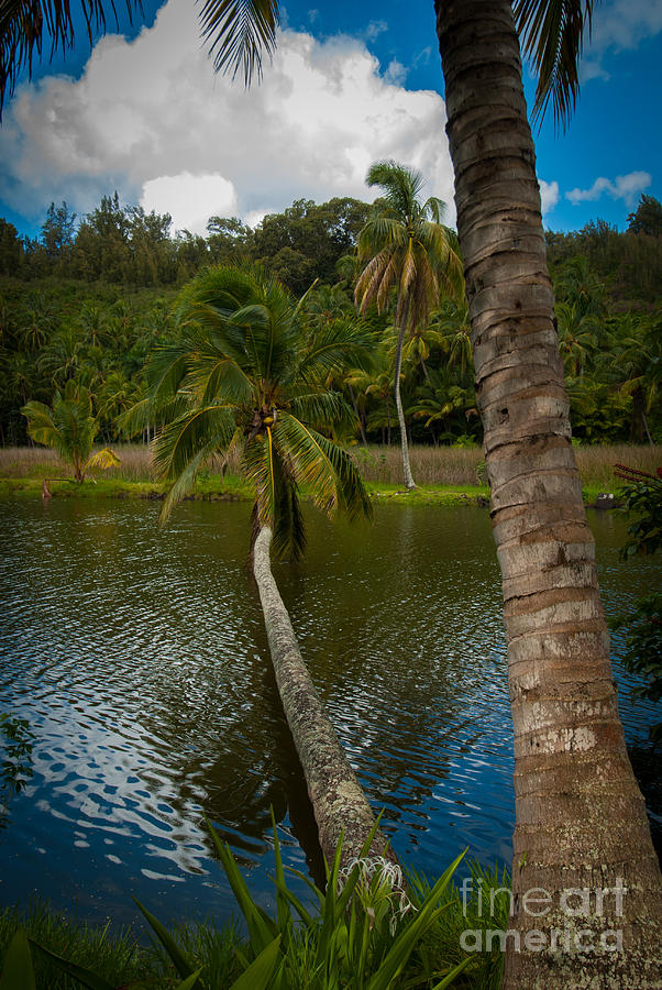 Palm Tree Over River Photograph by Blake Webster