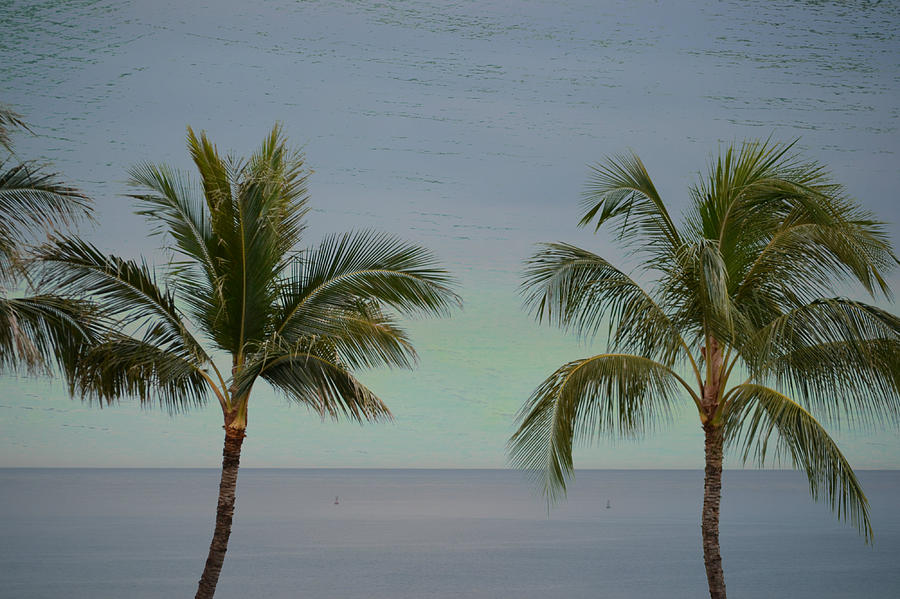 Palm Tree Paradise Photograph by Amanda Eberly