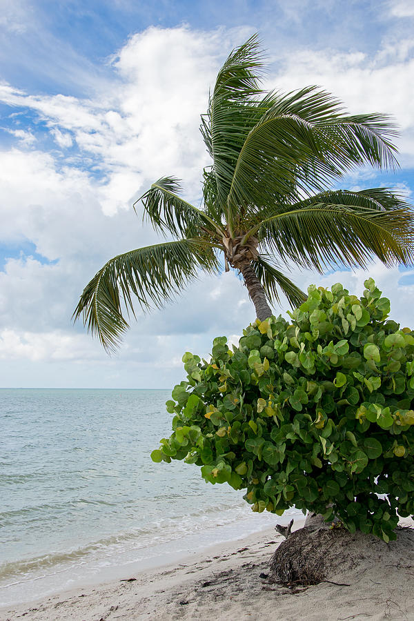 Palm Tree Plus Photograph by Robert VanDerWal - Fine Art America