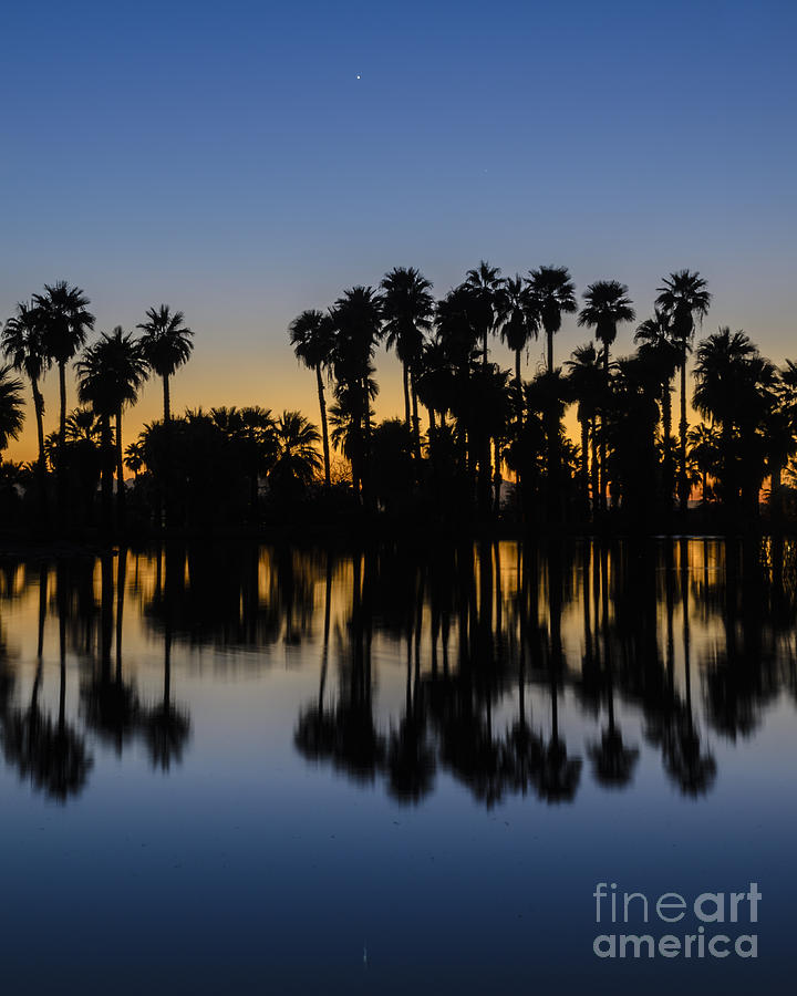 Palm Tree Reflection Photograph by Tamara Becker