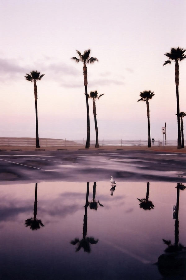 Palm Tree Reflections Photograph by Art Block Collections