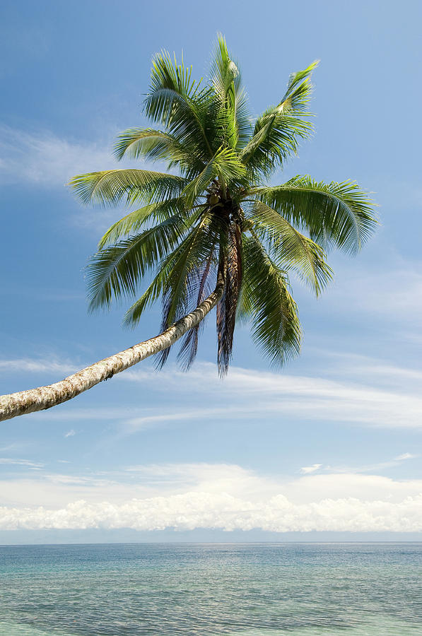 Palm Tree Photograph by Scubazoo/science Photo Library | Fine Art America
