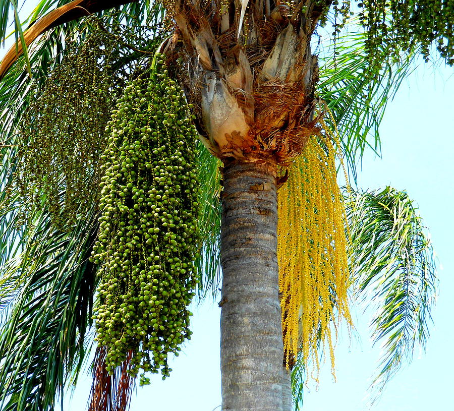 Palm Tree Seeds 1 Photograph By Kay Gilley