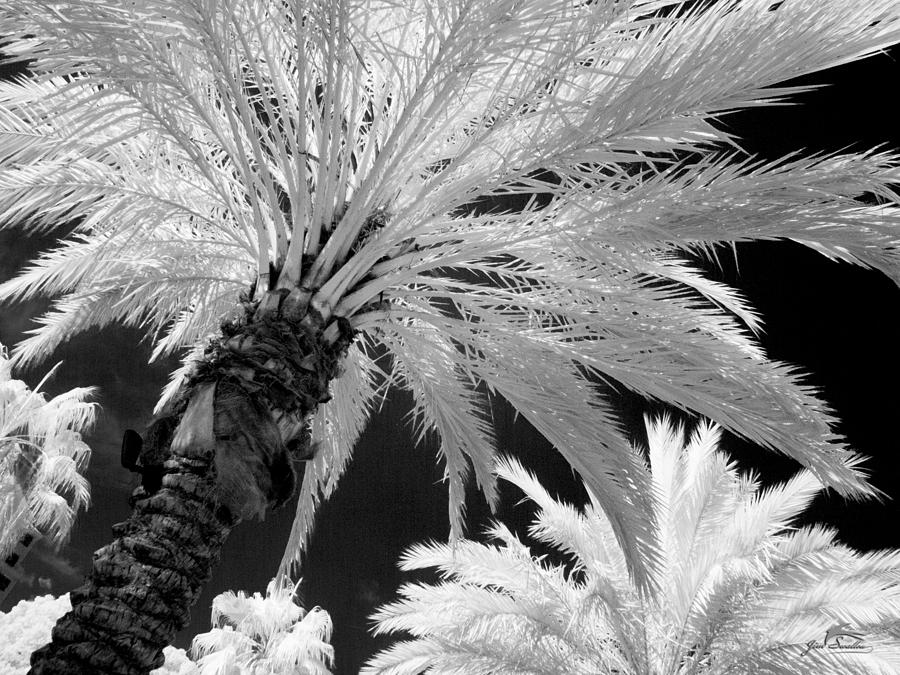 Black And White Photograph - Infrared Palm Tree Series number 1 in Saint Petersburg FL by Jim Swallow