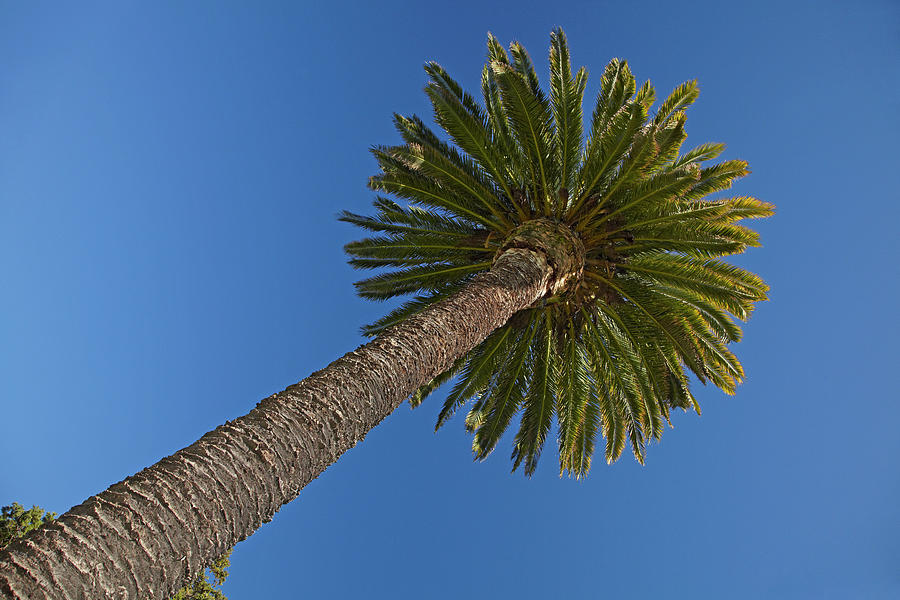 Tree Photograph - Palm Tree, Seymour Square, Blenheim by David Wall