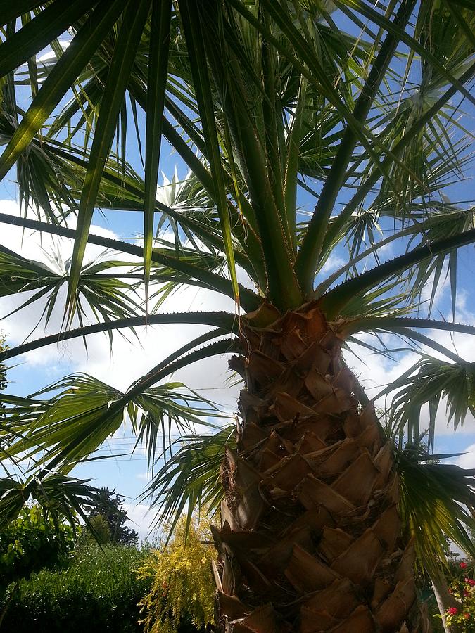 Nature Photograph - Palm Tree Shade by Theano Exadaktylou