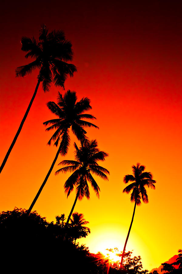 Palm tree silhouette at sunset Photograph by Torsak Thammachote - Fine ...