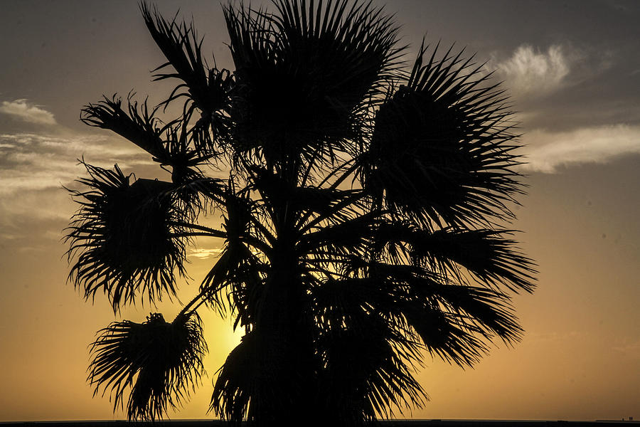 Palm tree silhouette Photograph by Nick Mares