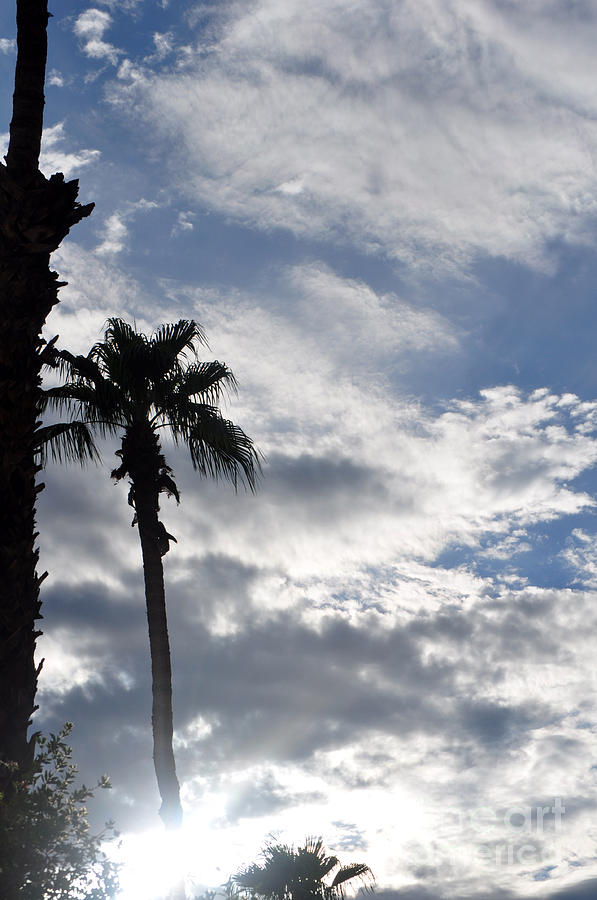 Palm Tree Silhouetted Against Cloudy Blue Sky Photograph by Jay Milo