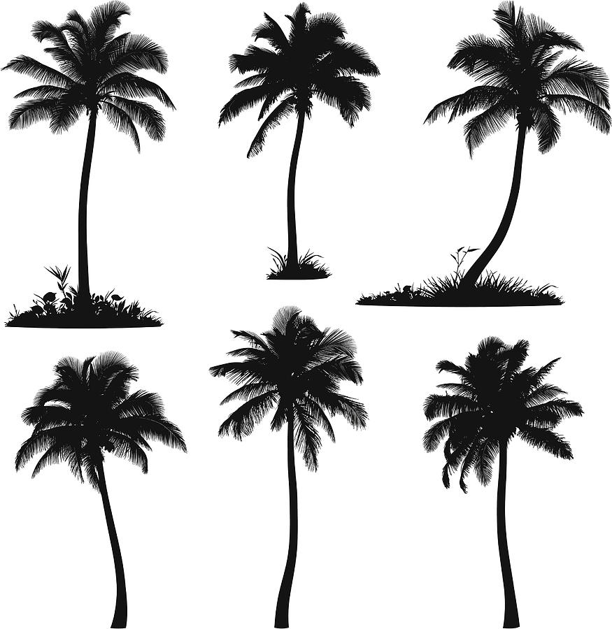 Palm Tree Silhouettes Drawing by Aleksandarvelasevic