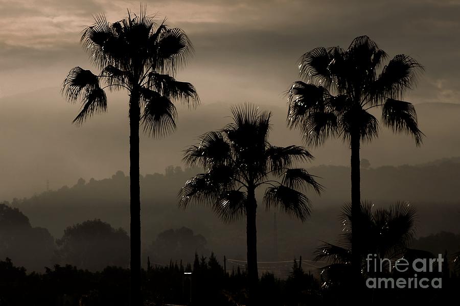 Tree Photograph - Palm Tree Silhouettes by Clare Bevan