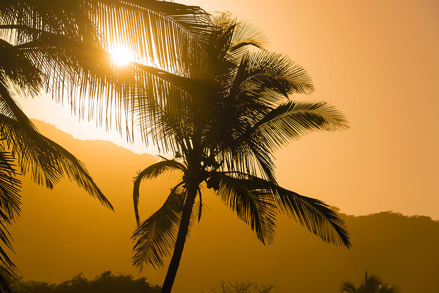 Palm Tree Silhouettes Photograph