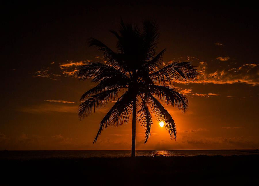 Palm Tree Sunrise  Photograph by George Kenhan