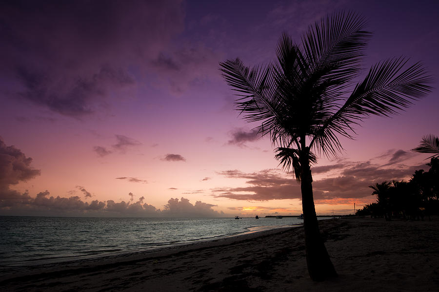 Beach Photograph - Palm Tree Sunrise by Sebastian Musial