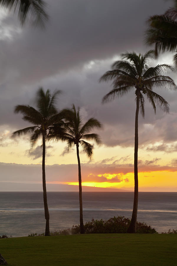 Palm Tree Sunset At Napili Point, Maui Photograph by Michaelutech