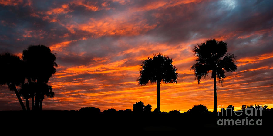 Palm Tree Sunset Photograph by Barbara McMahon