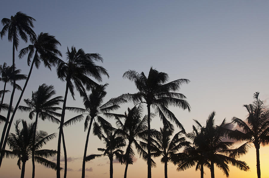 Palm Tree Sunset Photograph by Brandon Tabiolo