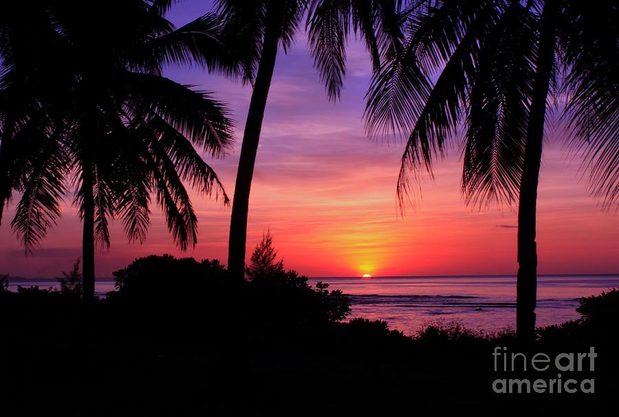 Palm Tree Sunset in Paradise Photograph by Scott Cameron
