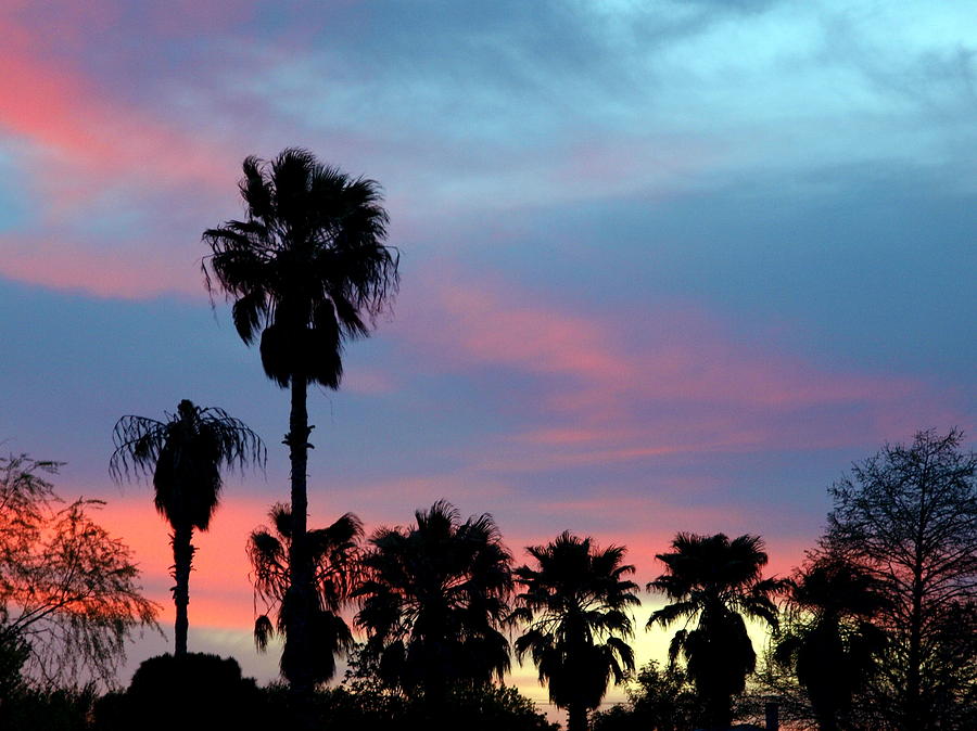 Palm Tree Sunset Photograph by James Granberry