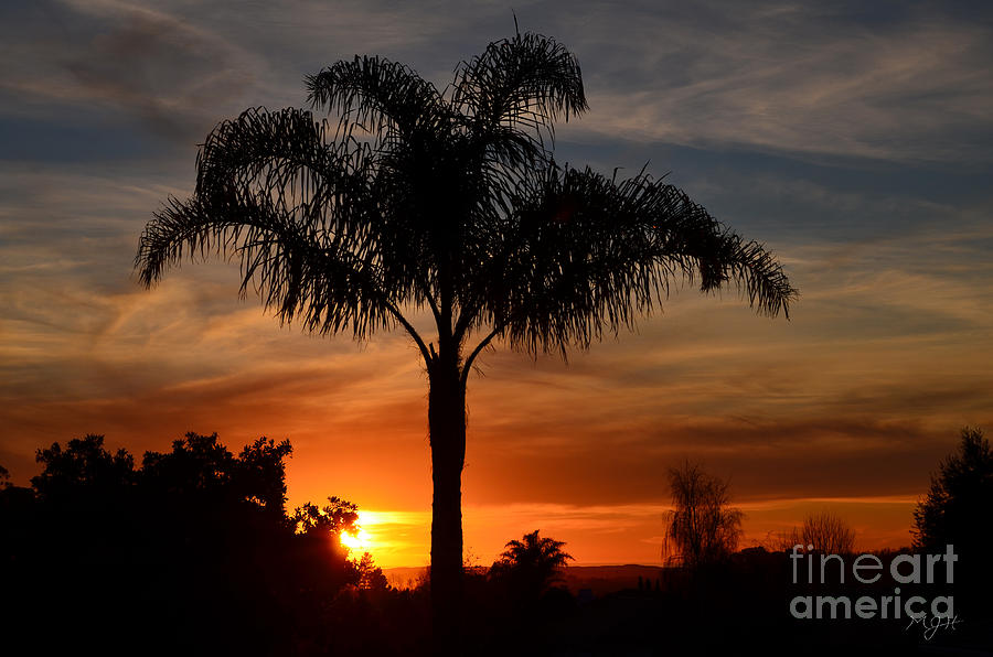 Palm Tree Sunset Photograph by Mathias 